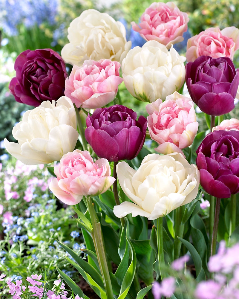 Kerrattu tulppaani mix 30 kpl