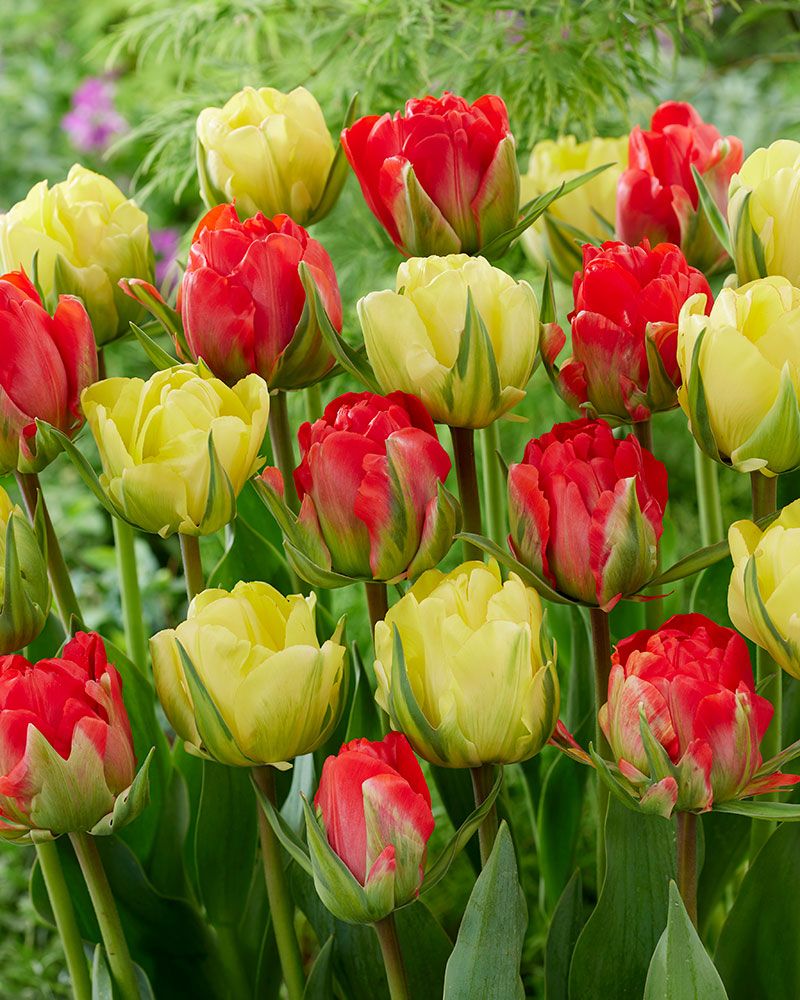 Vallaton-tulppaani mix 20 kpl