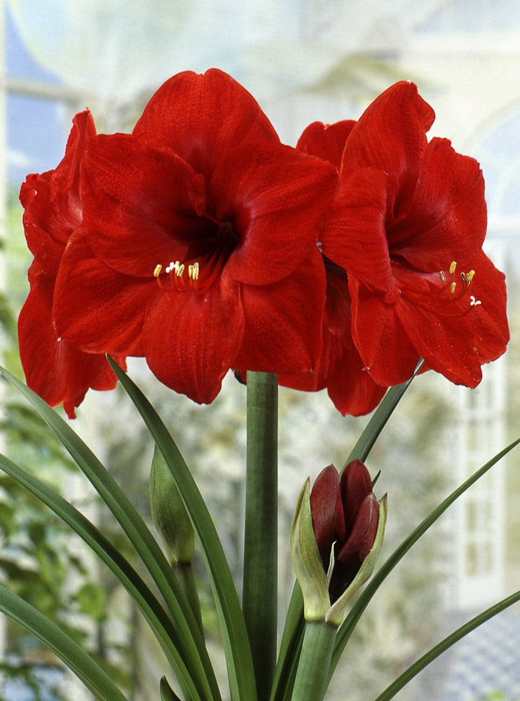 Amaryllis Red Knight