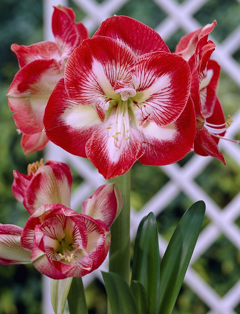 Amaryllis Megastar