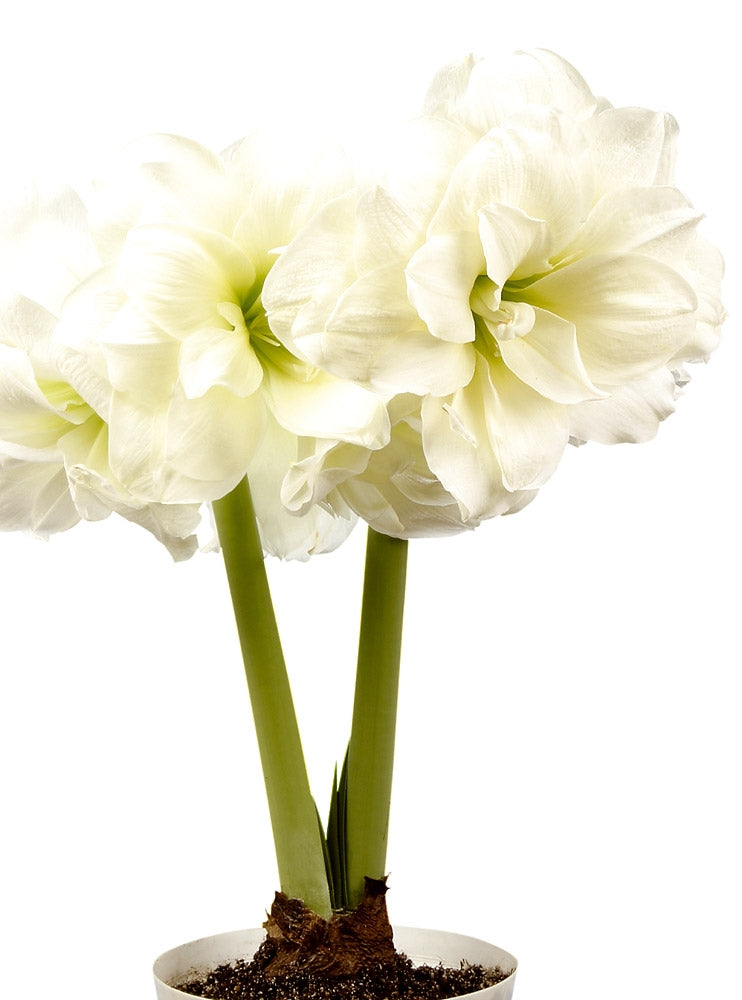 Kerrattu amaryllis Alfresco