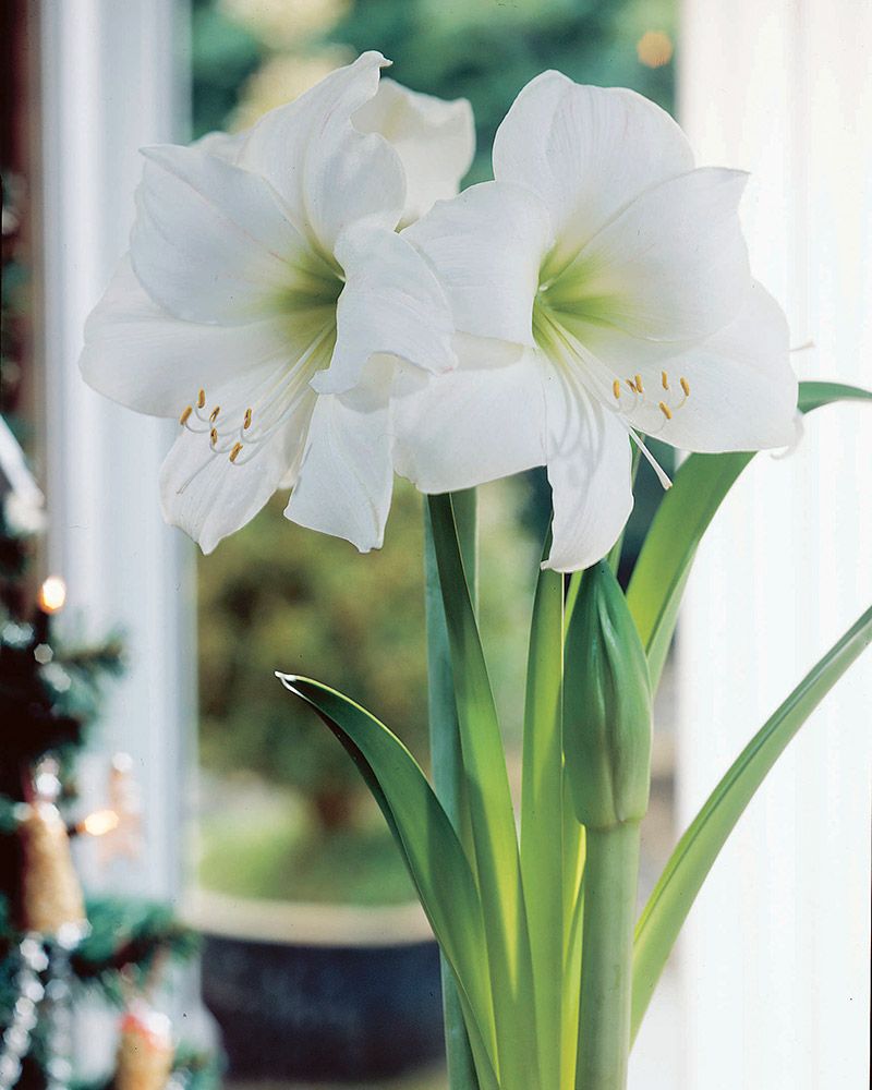 Amaryllis Wedding Dance