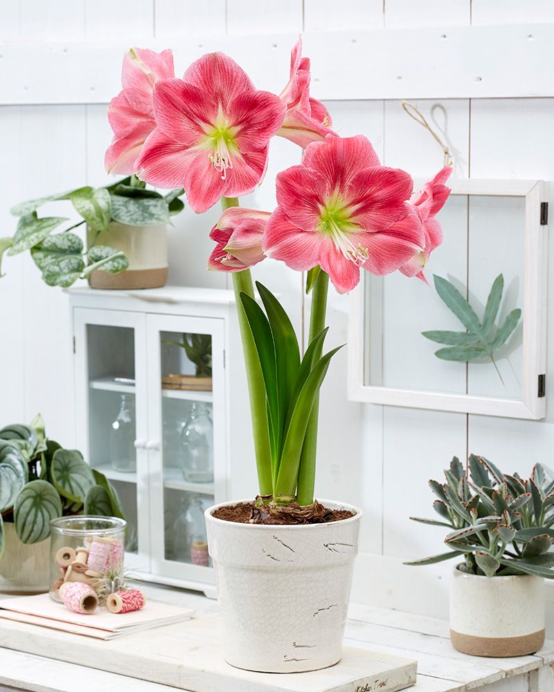 Amaryllis Candy Floss