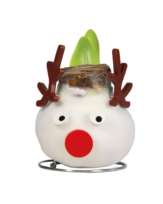 Vaha-amaryllis Poro