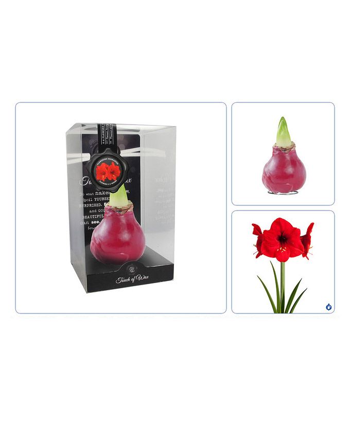 Vaha-amaryllis Punainen