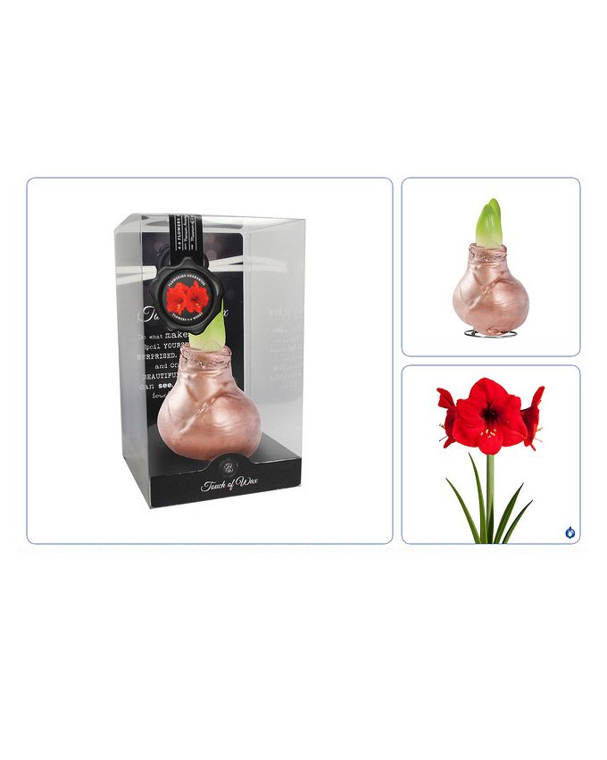Vaha-amaryllis Kupari