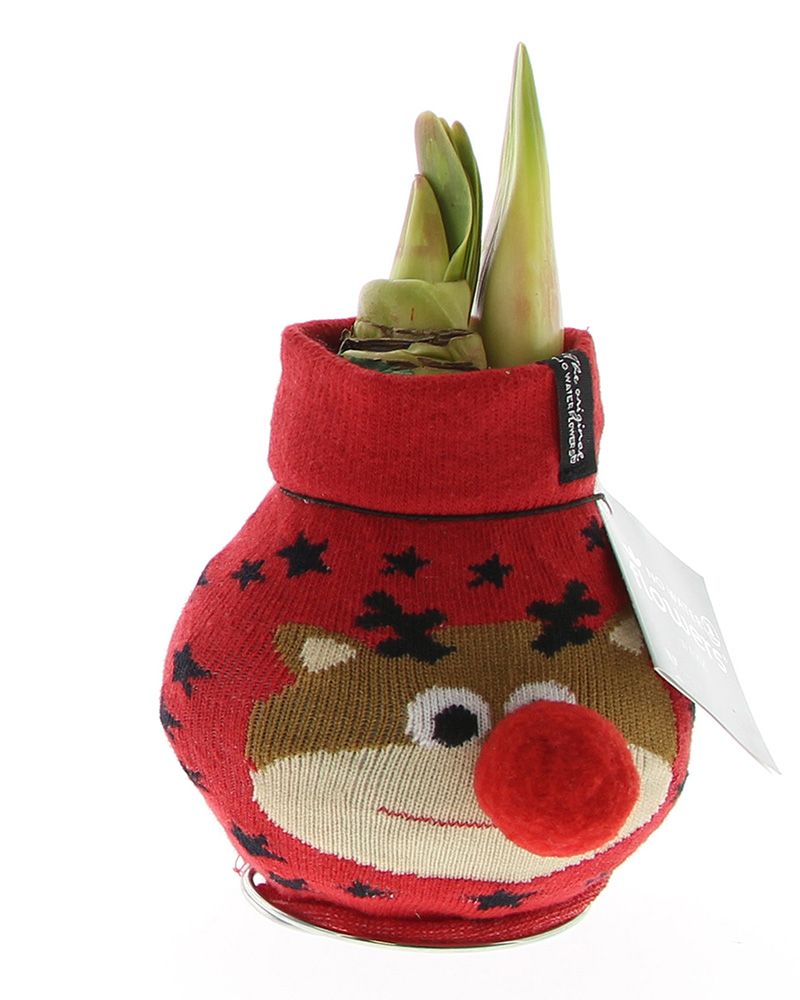 Vaha-amaryllis Poroneule punainen