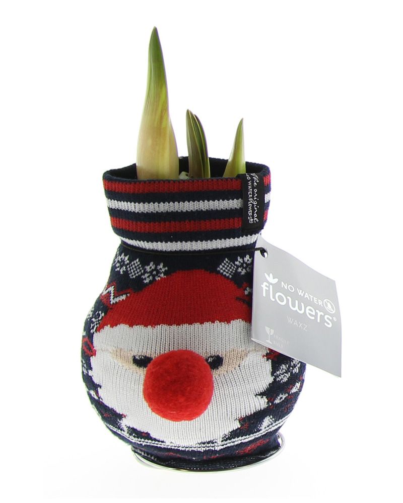Vaha-amaryllis Tonttuneule