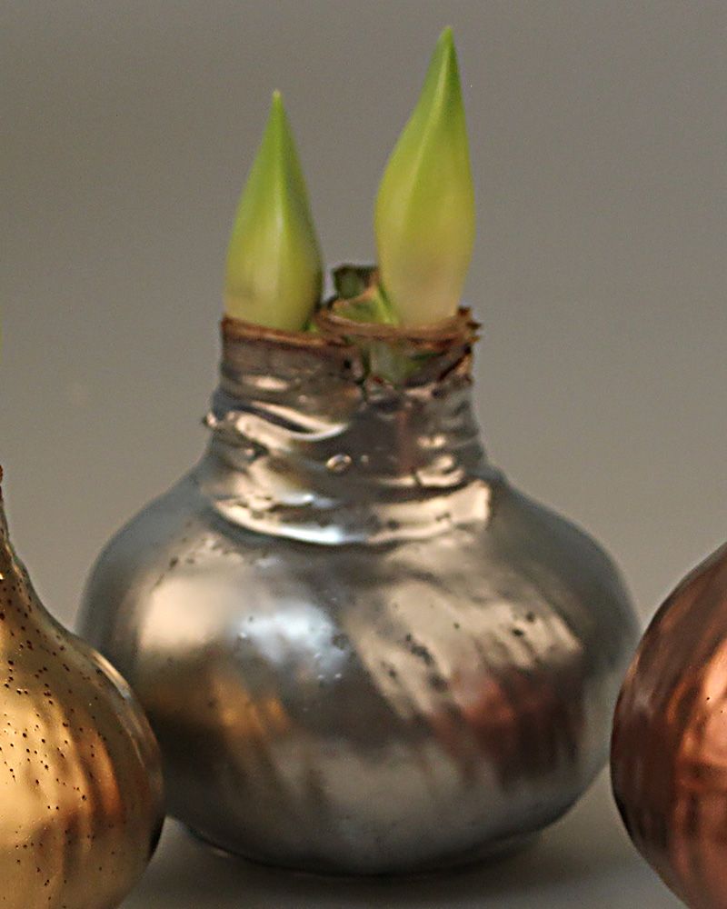 Vaha-amaryllis Hopeanhohtoinen