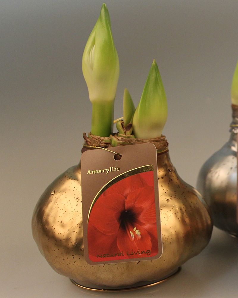 Vaha-amaryllis Kullanhohtoinen