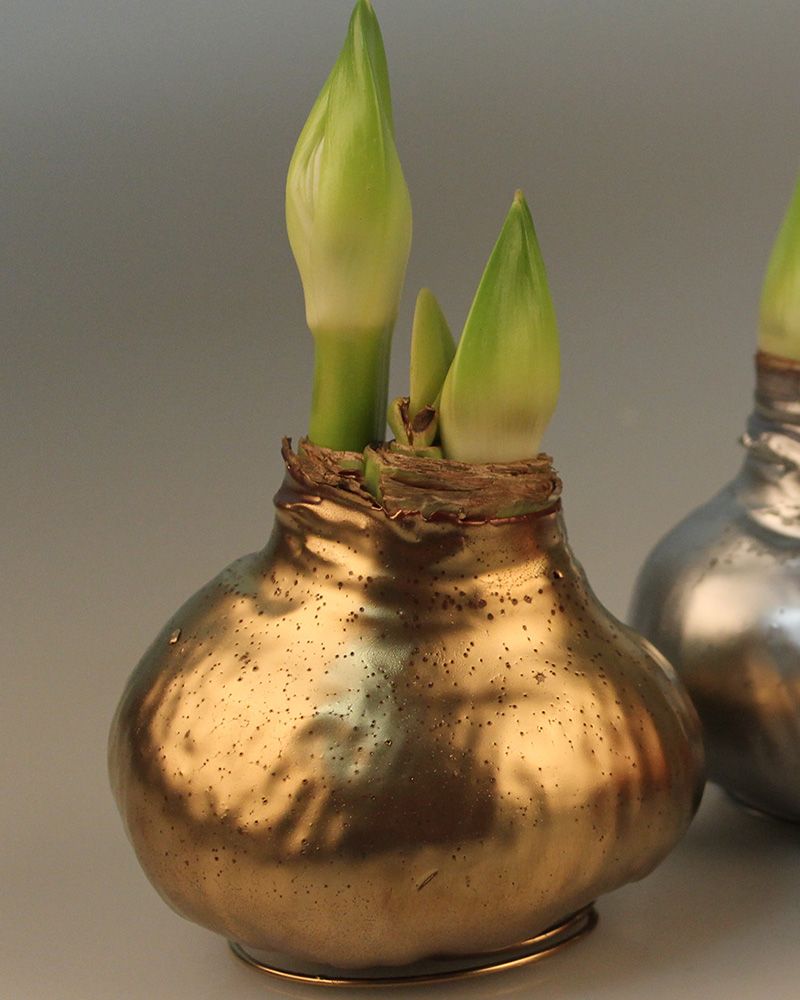 Vaha-amaryllis Kullanhohtoinen
