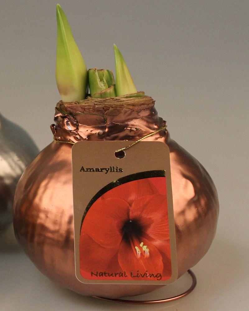 Vaha-amaryllis Kuparinhohtoinen