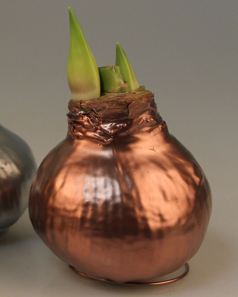 Vaha-amaryllis Kuparinhohtoinen