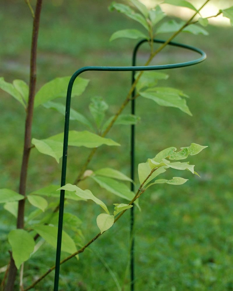 Perennatuki 70 cm