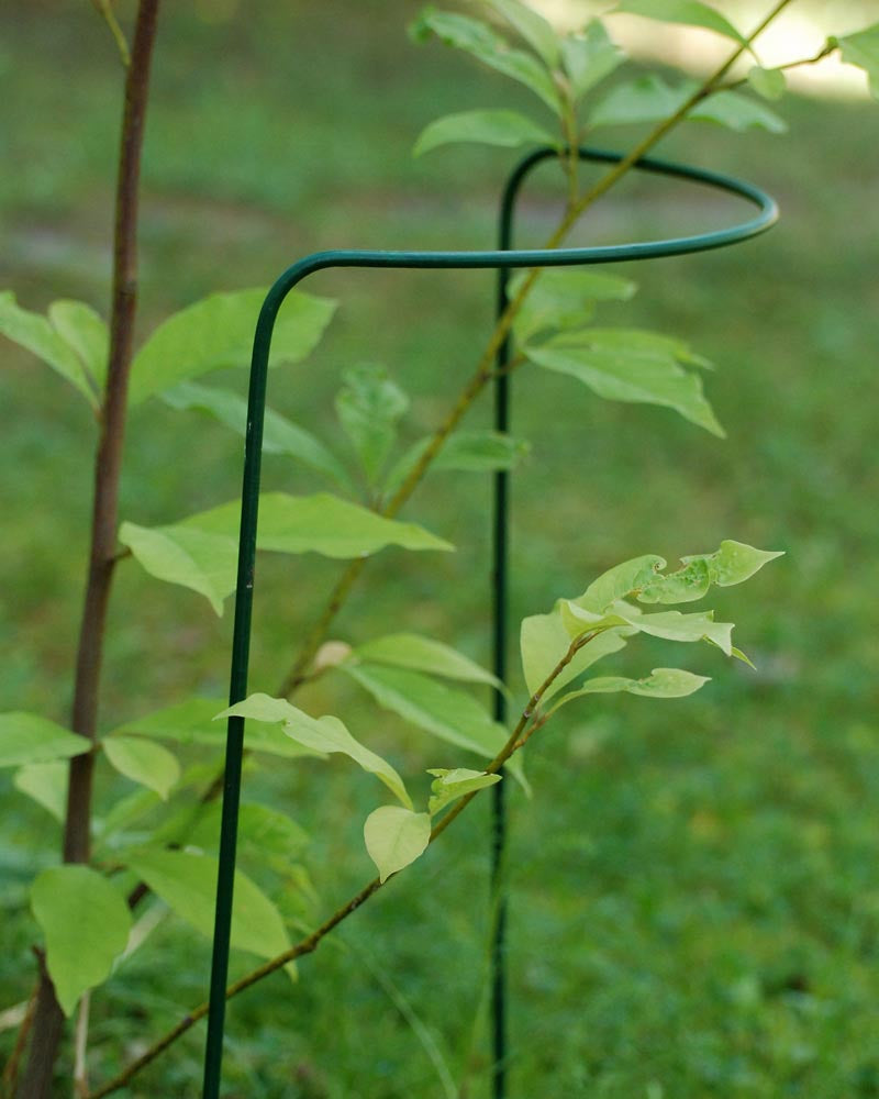 Perennatuki 35 cm