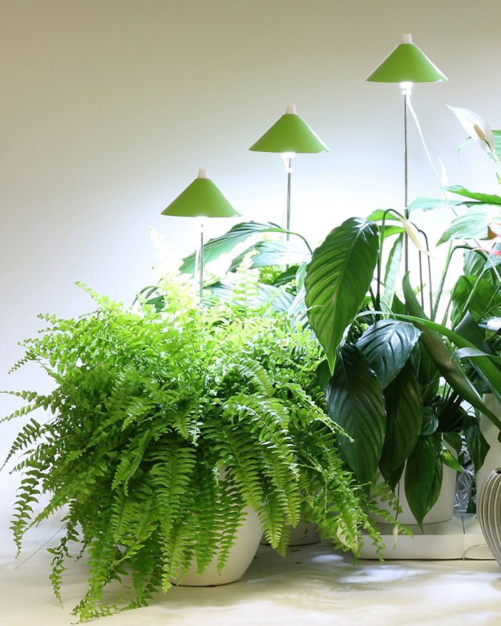 SunLite LED- kasvivalo vihreä