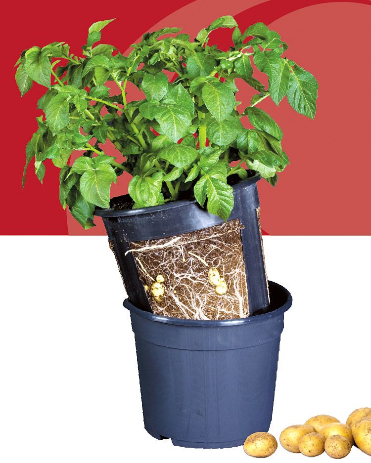 PotatoPot-perunaviljelyruukku