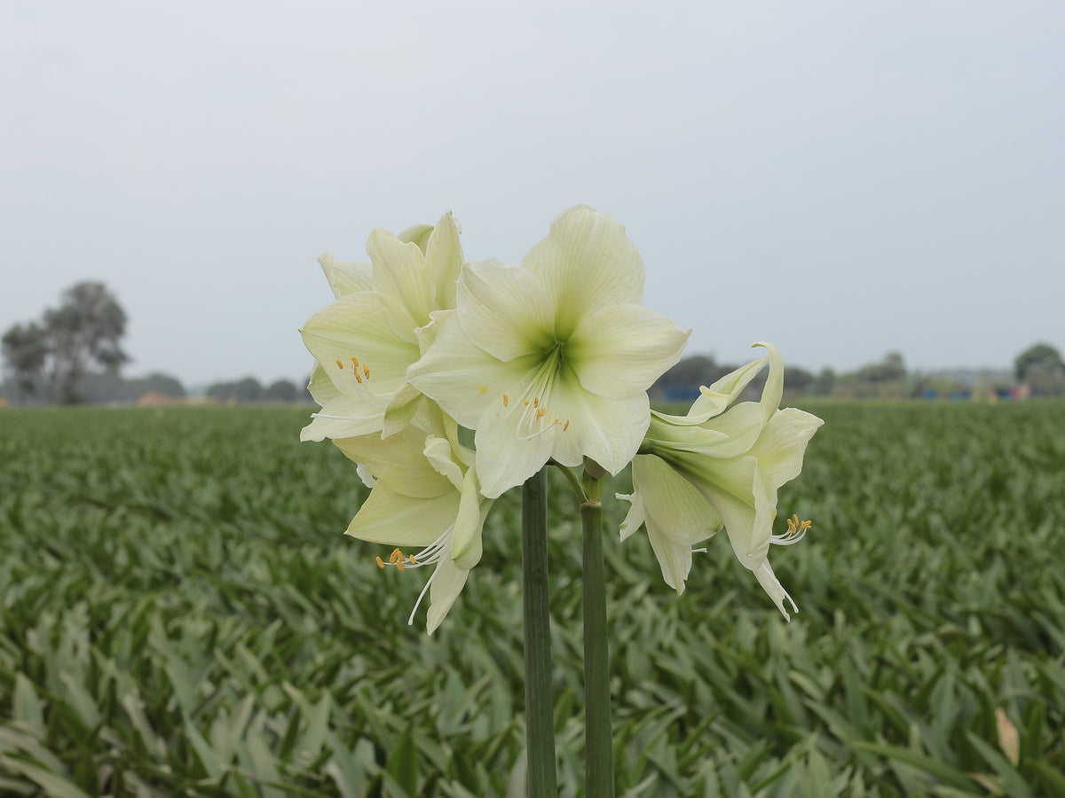 Amaryllis Luna