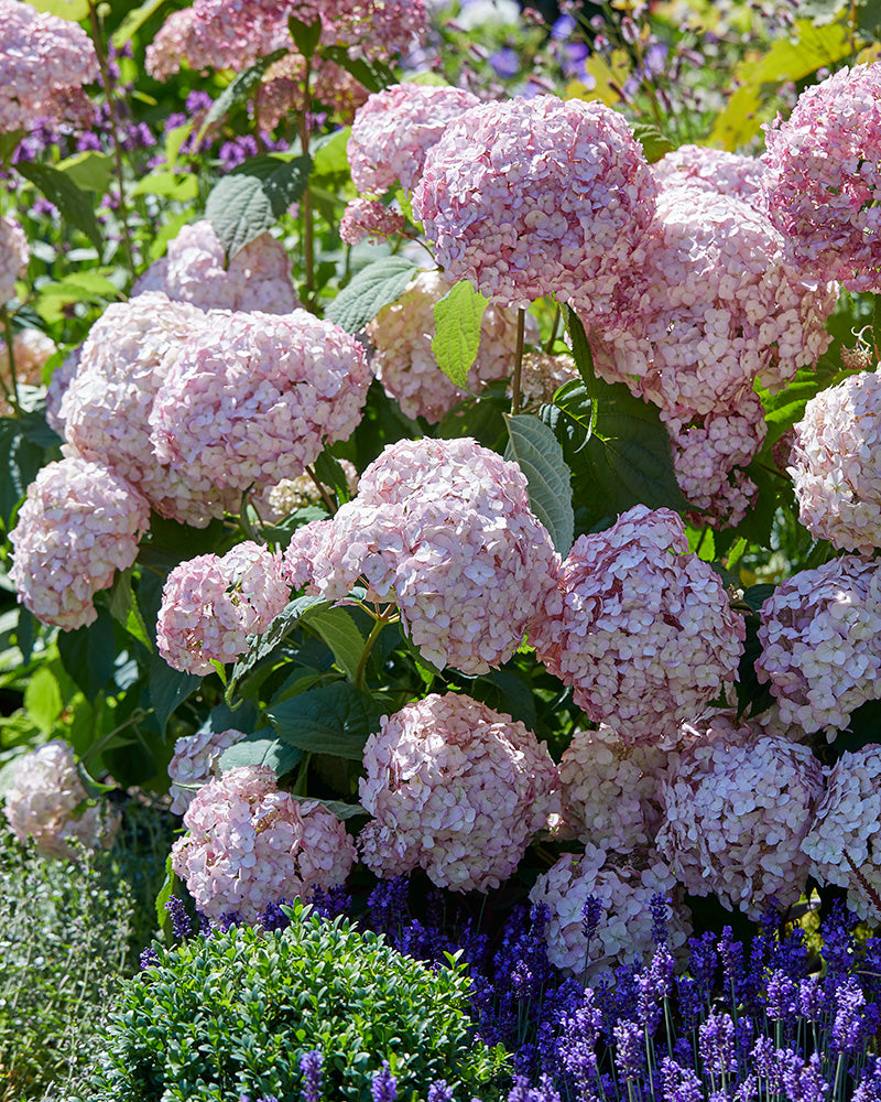 Pallohortensia Bubblegum
