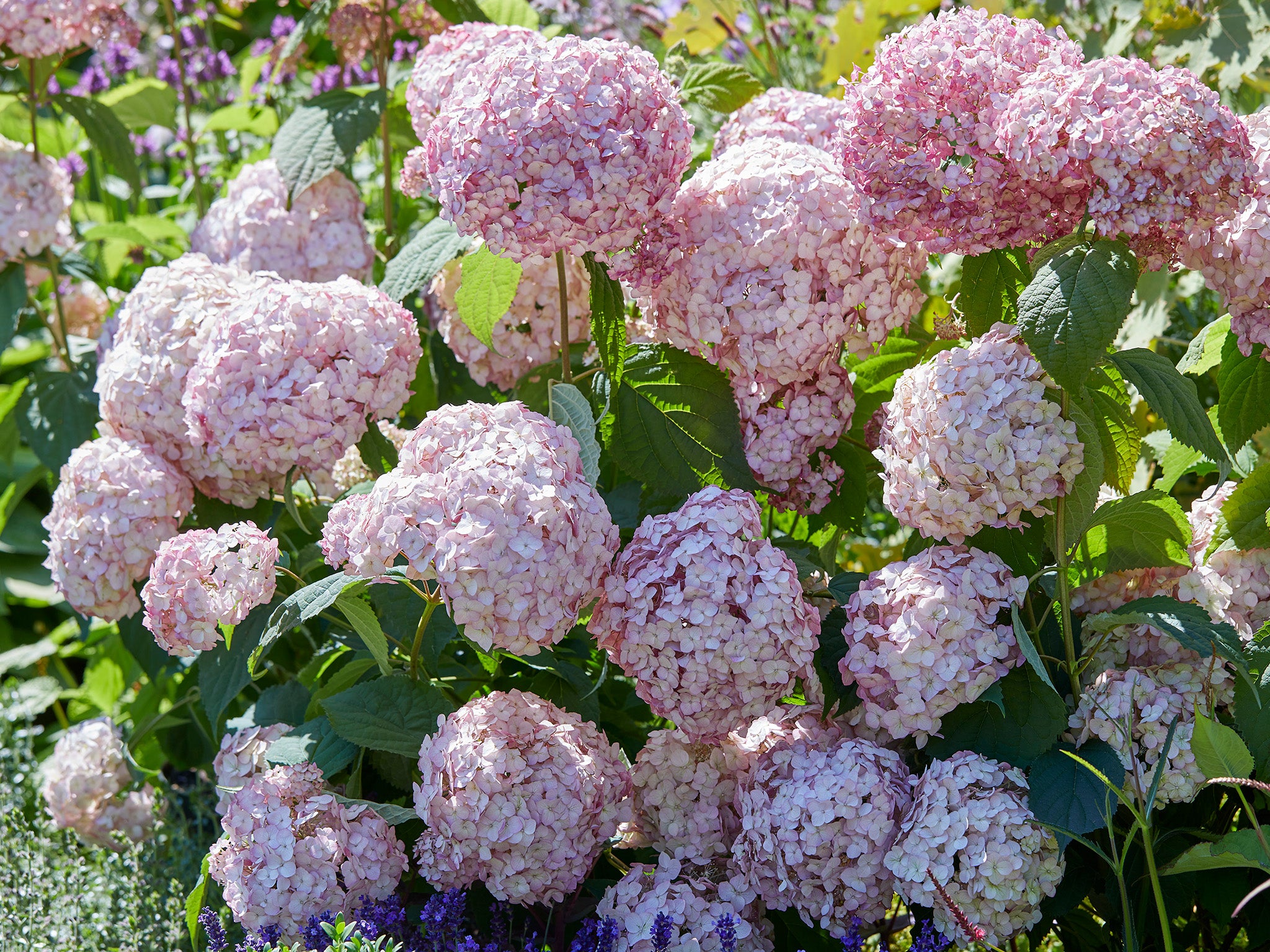 Pallohortensia Bubblegum
