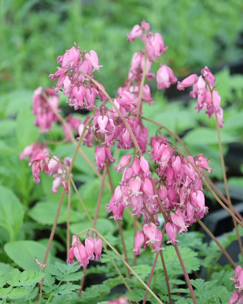 Purppurapikkusydän Luxuriant 3 kpl