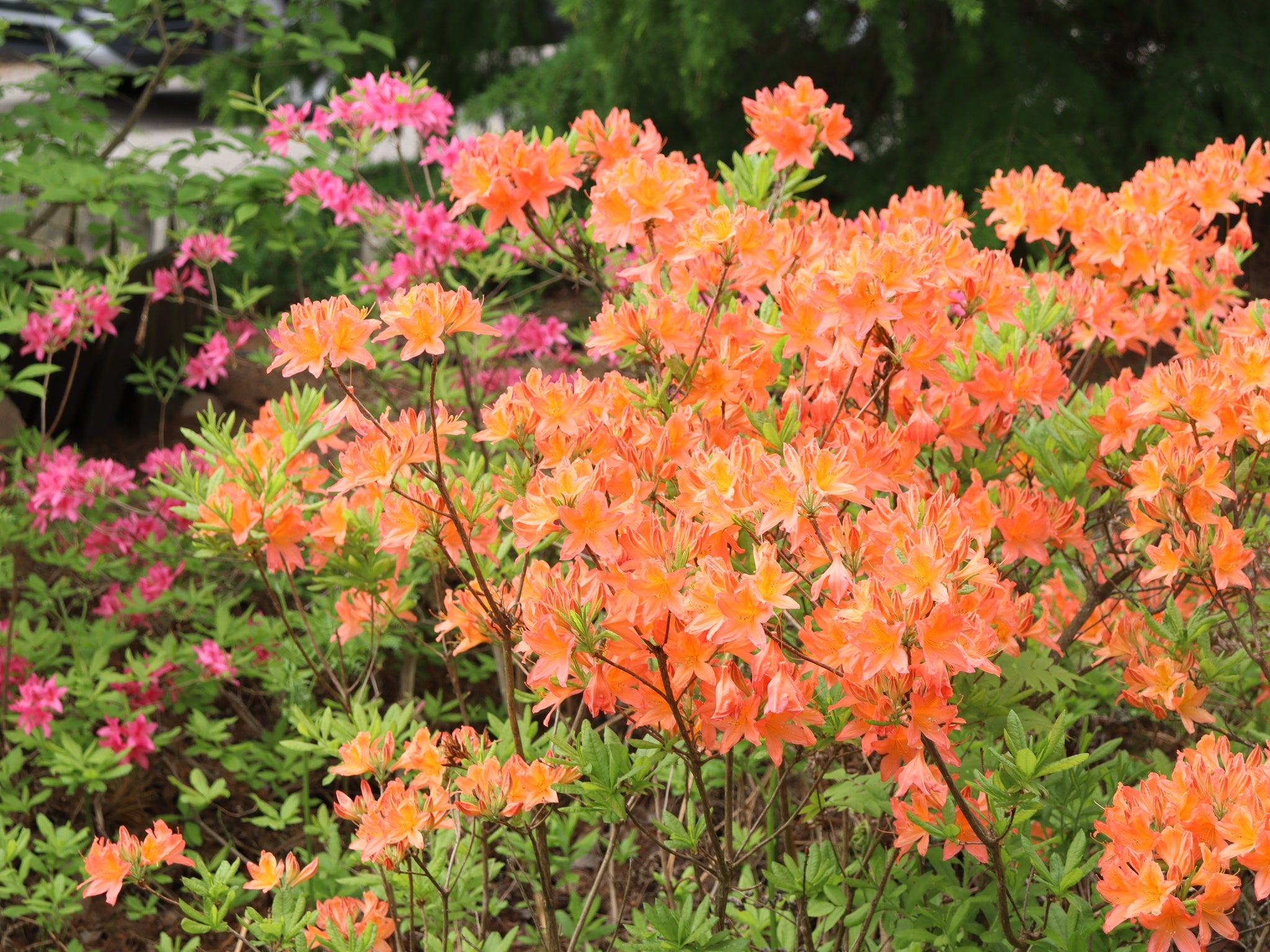 Revontuliatsalea Mandarin Lights
