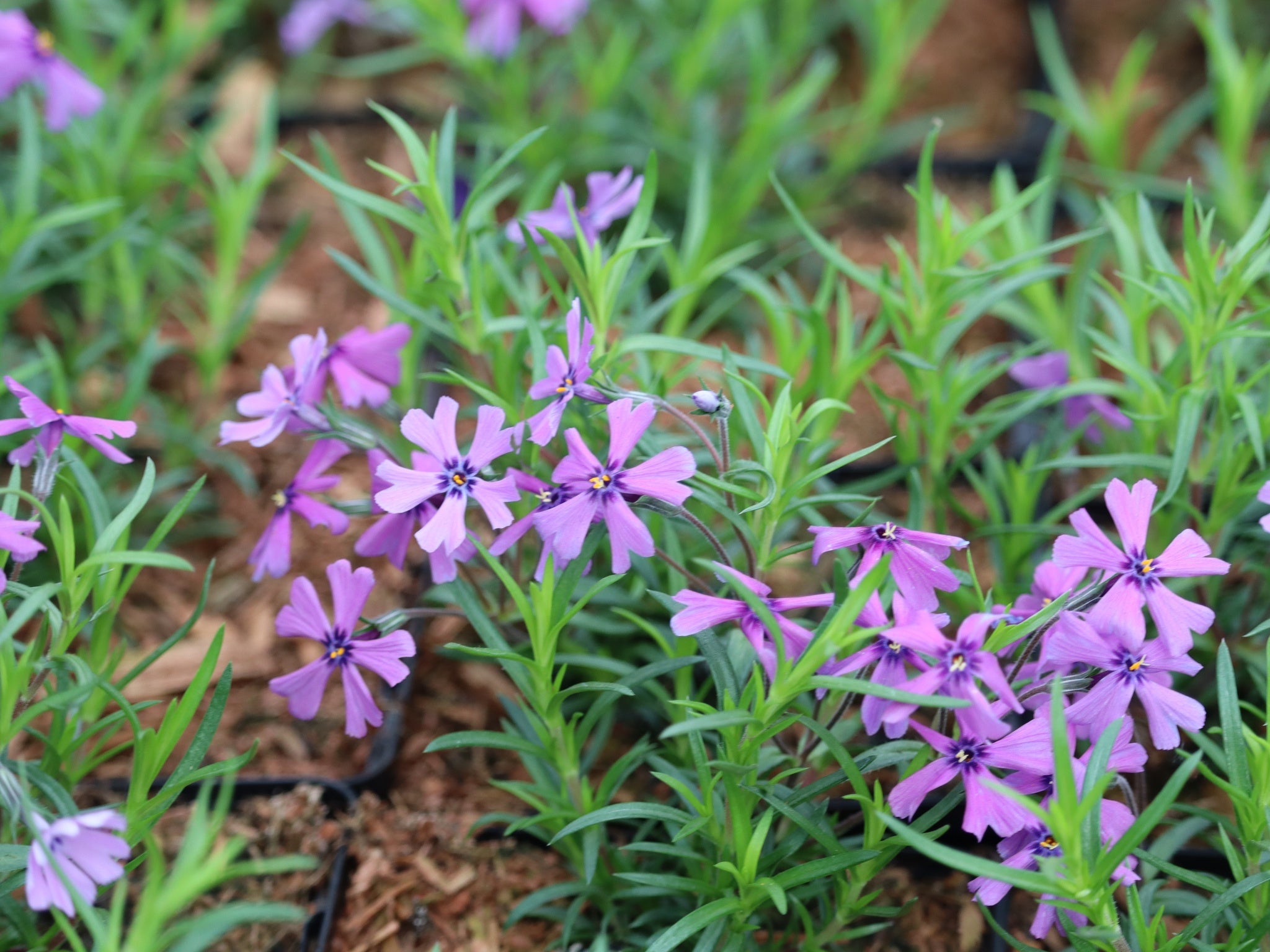 Sammalleimu Purple Beauty