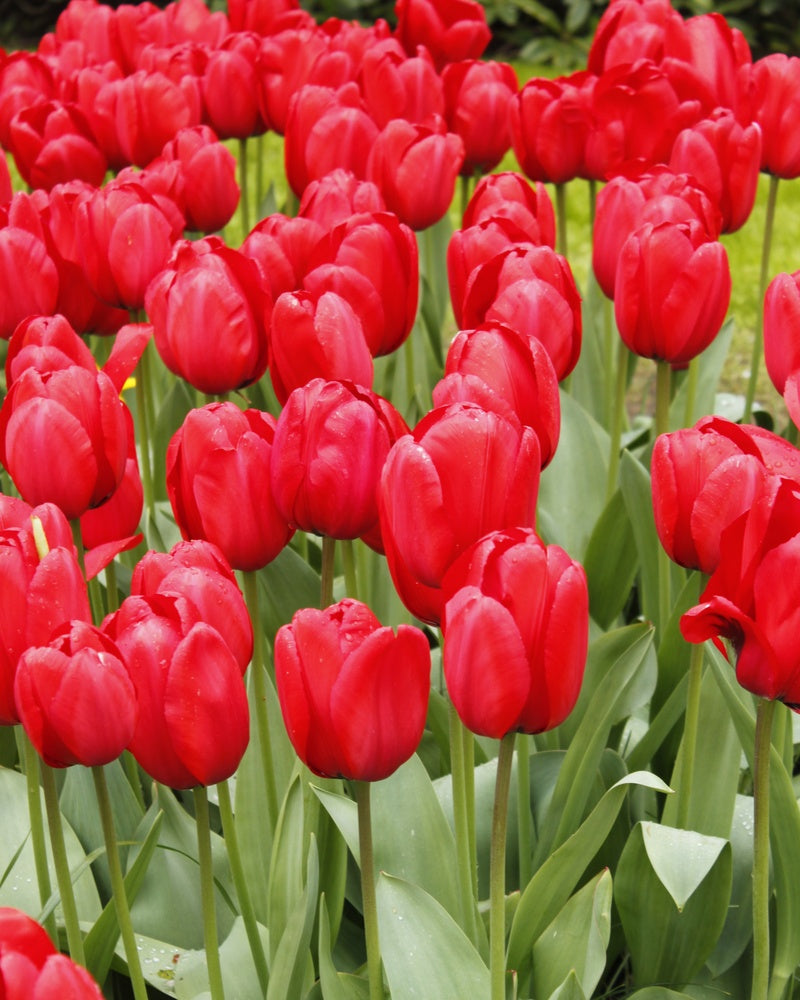 Darwintulppaani Red Impression 10 kpl