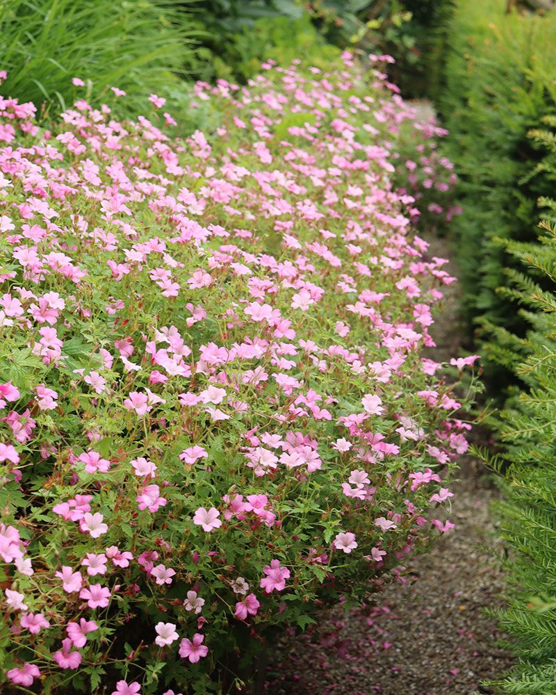 Espanjankurjenpolvi Wargrave Pink 3 kpl