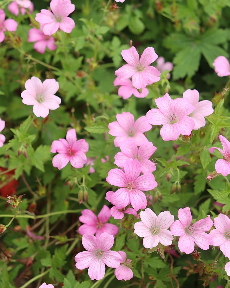 Espanjankurjenpolvi Wargrave Pink 3 kpl