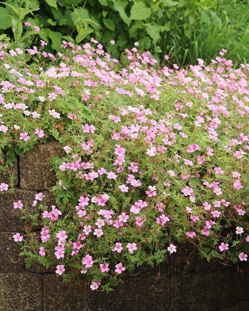 Espanjankurjenpolvi Wargrave Pink 3 kpl