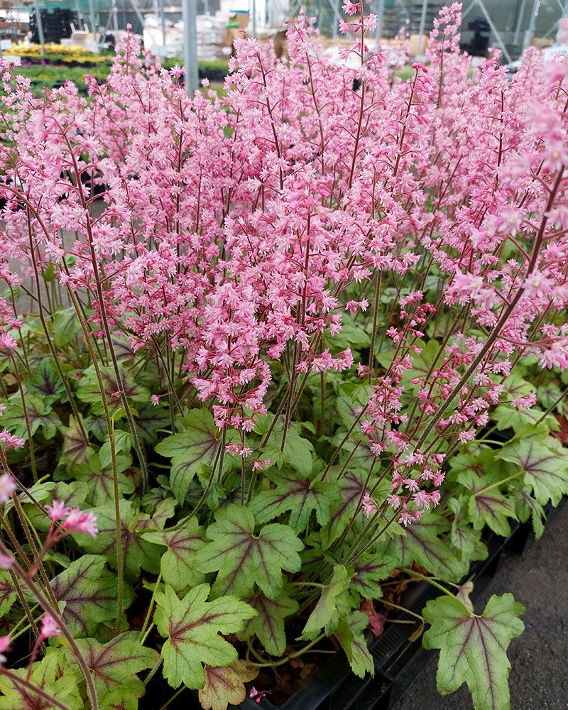 Rusohaltiankukka Pink Fizz