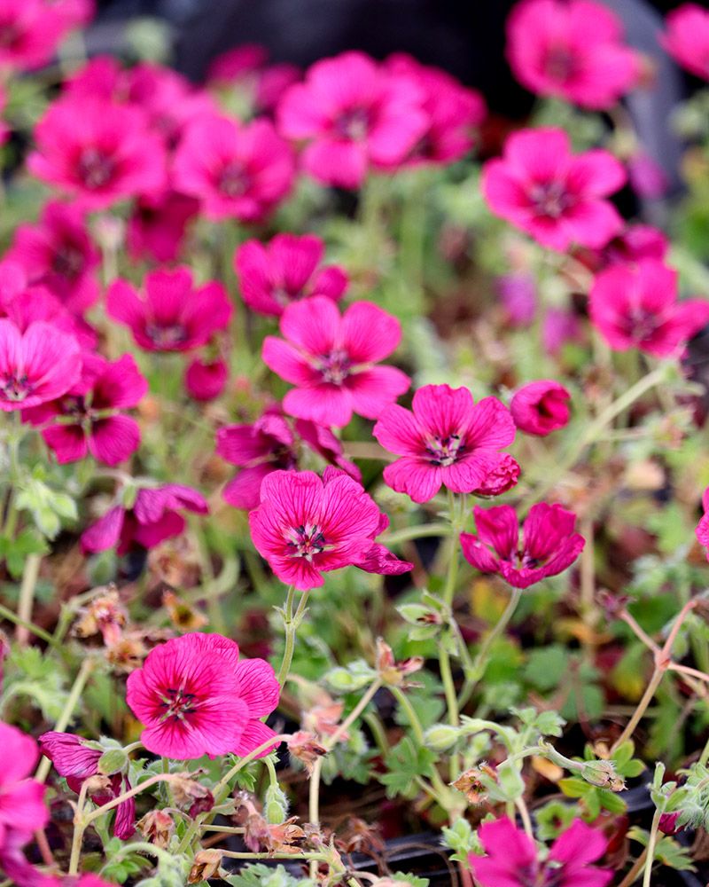 Harmaakurjenpolvi Jolly Jewel Raspberry 3 kpl