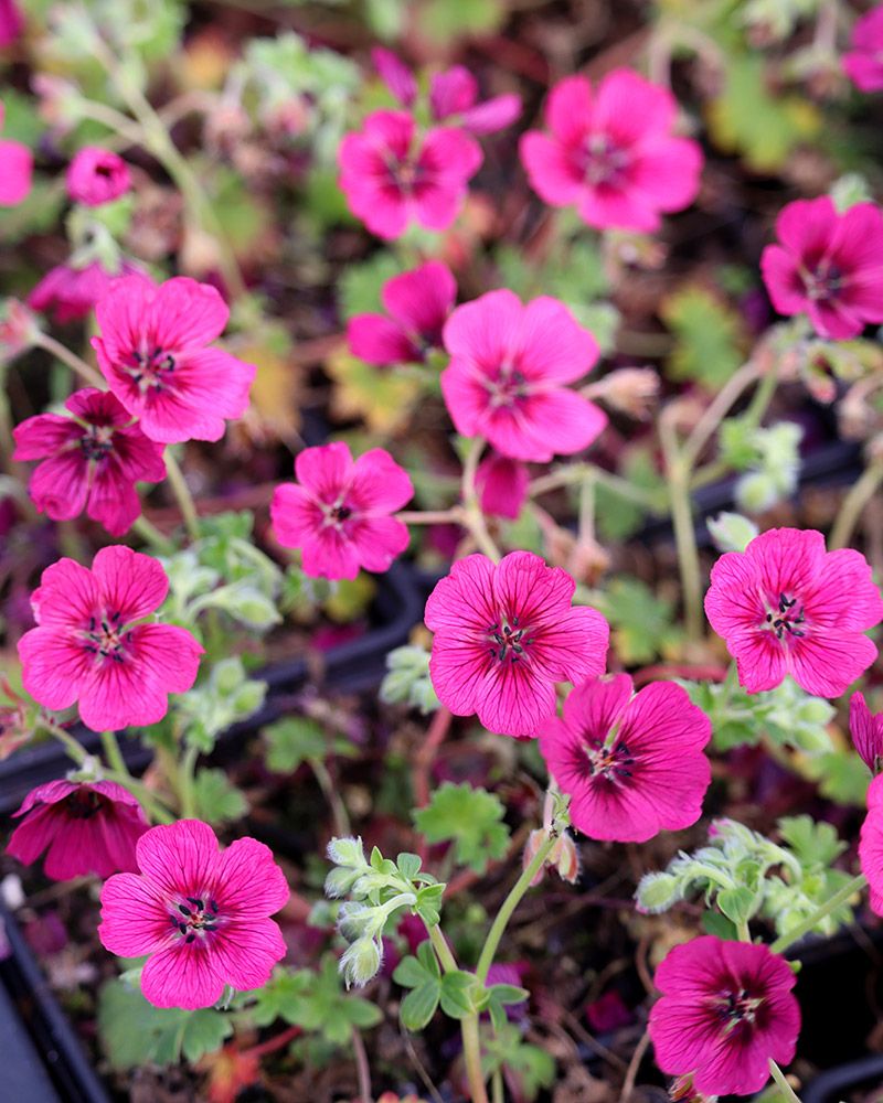 Harmaakurjenpolvi Jolly Jewel Raspberry 3 kpl