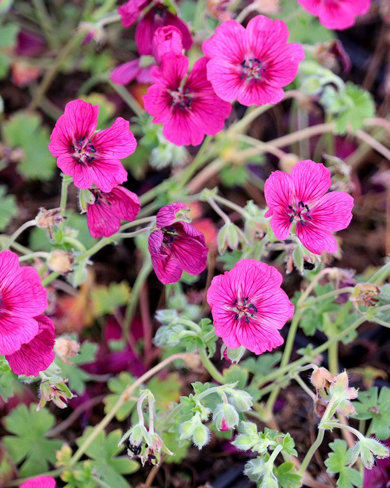 Harmaakurjenpolvi Jolly Jewel Raspberry 3 kpl