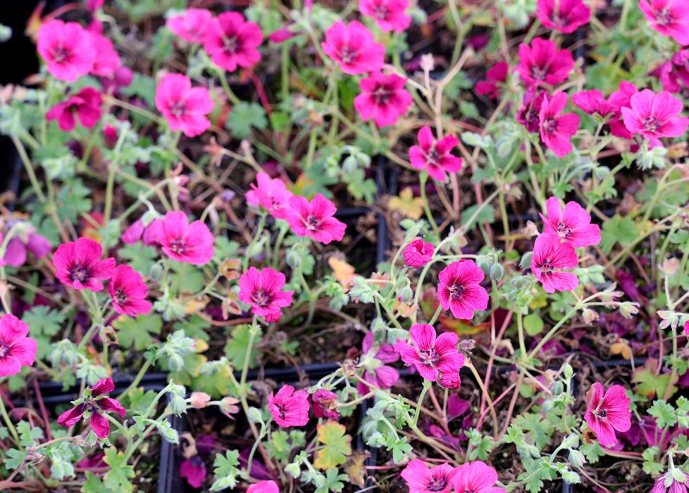 Harmaakurjenpolvi Jolly Jewel Raspberry 3 kpl