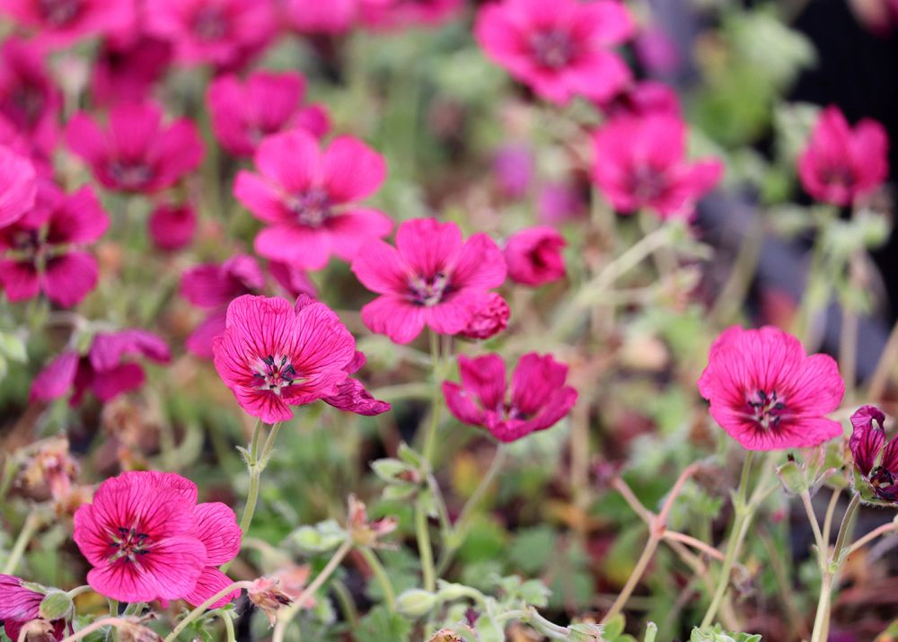 Harmaakurjenpolvi Jolly Jewel Raspberry 3 kpl