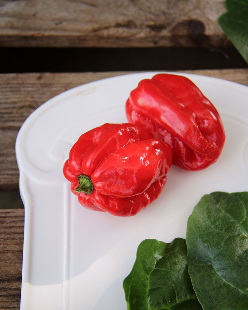 Havannapaprika Naga Morich