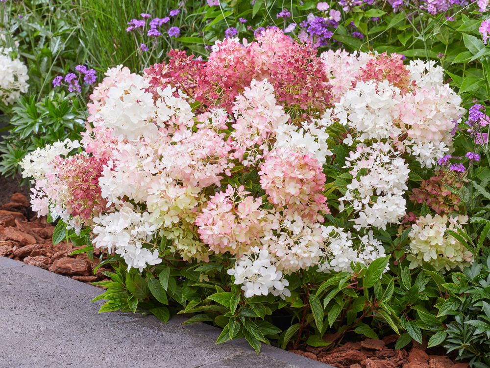 Minijapaninhortensia Groundbreaker® Blush