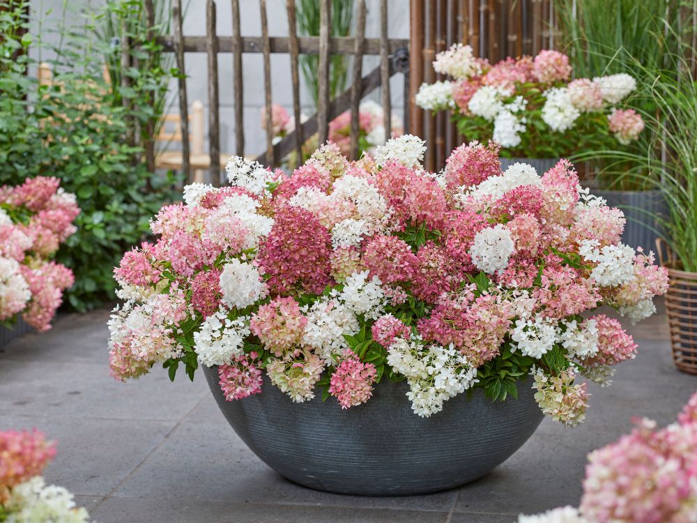 Minijapaninhortensia Groundbreaker® Blush