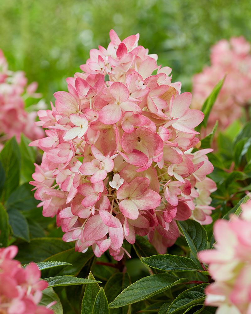 Minijapaninhortensia Groundbreaker® Blush