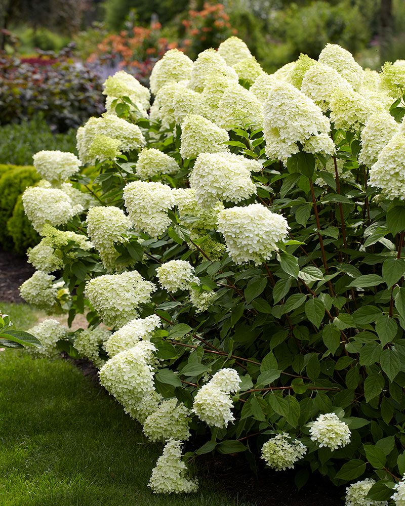 Syreenihortensia Limelight