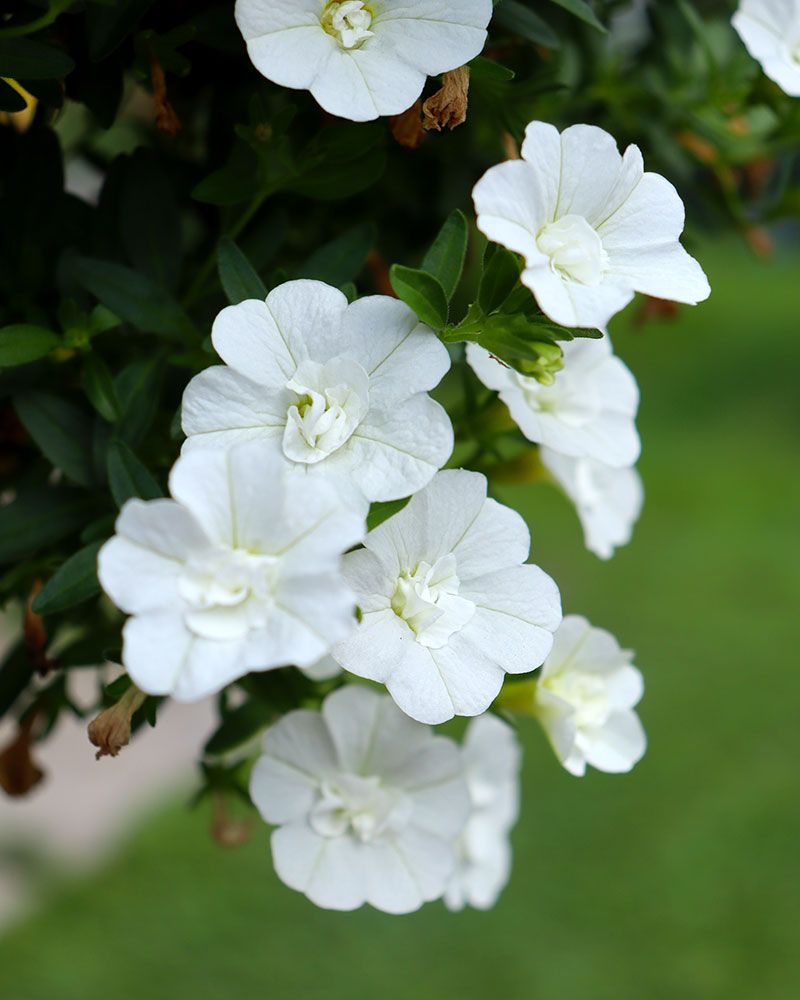 Kerrattu miljoonakello Double White