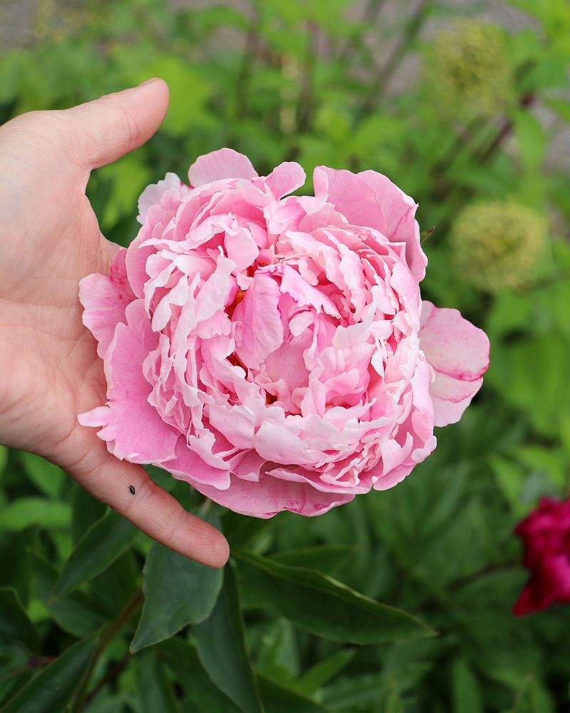 Kiinanpioni Sarah Bernhardt 3 kpl