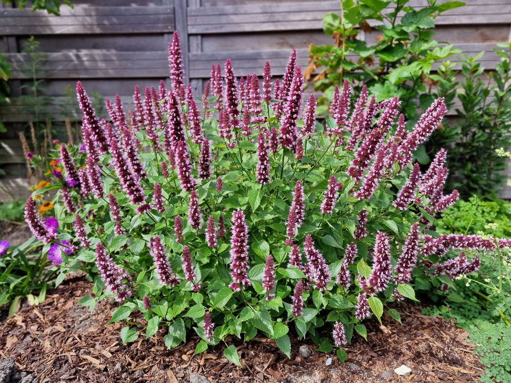 Koreaniiso Beelicious Pink 3 kpl