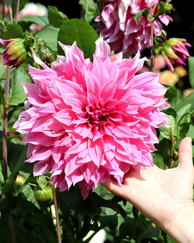 Koristedaalia Cafe au Lait Rose