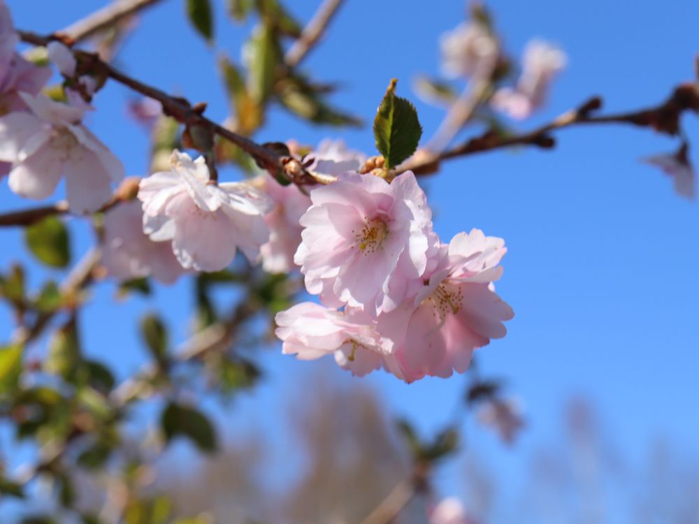 Koristekirsikka Kevätsuudelma