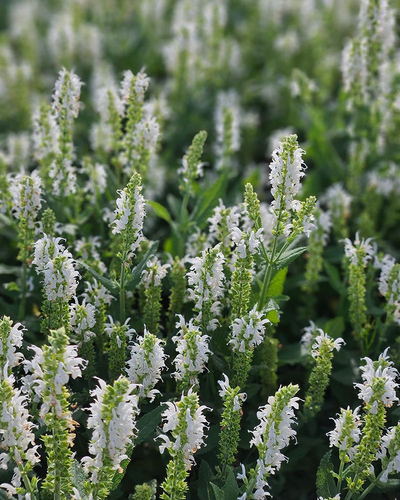 Loistosalvia Schneehugel 3 kpl