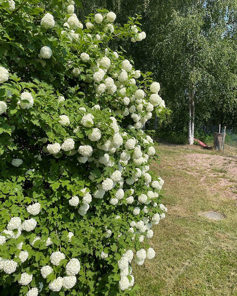 Lumipalloheisi Pohjan Neito