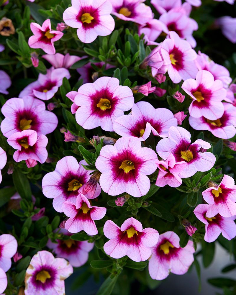 Miljoonakello Light Pink Eye 3 kpl